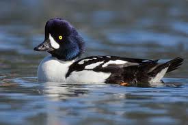 Barrow's Goldeneye in Yosemite