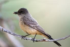 Say's Phoebe in Yosemite