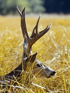 The King of The Woods. Yosemite Mule Deer Buck. AllPosters.com