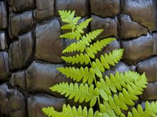 New fern growth on charred log in Yosemite. AllPosters.com