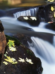 Contrasts of color and movement near a Yosemite creek. AllPosters.com