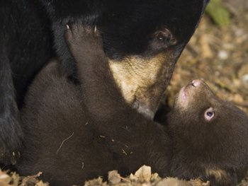 Mother Black Bear Bathes Her Baby. AllPosters.com